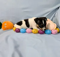 Marsha-TRT, a female Rat Terrier for sale in Jerusalem, OH – Photo 6 of 10