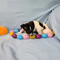 Marsha-TRT, a female Rat Terrier for sale in Jerusalem, OH – Photo 8 of 10