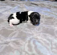 Venus - TRT, a male Rat Terrier for sale in Jerusalem, OH – 6 of 8