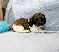 Donna, a female Miniature Dachshund for sale in Jerusalem, OH – 2 of 10