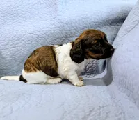 Donna, a female Miniature Dachshund for sale in Jerusalem, OH – 6 of 10