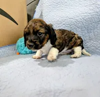 Donna, a female Miniature Dachshund for sale in Jerusalem, OH – 3 of 10