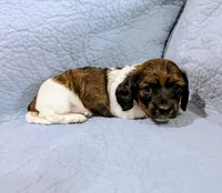 Donna, a female Miniature Dachshund for sale in Jerusalem, OH – 4 of 10