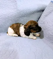 Donna, a female Miniature Dachshund for sale in Jerusalem, OH – 8 of 10