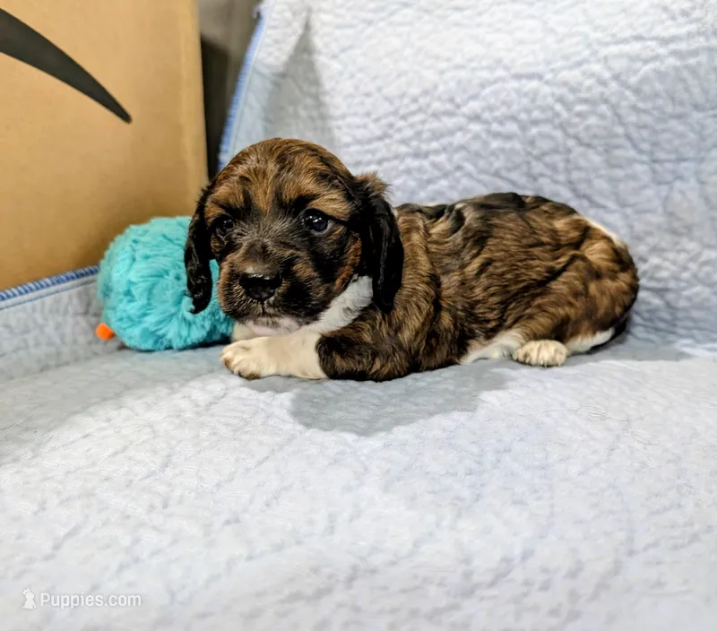 Donna – Miniature Dachshund puppy for sale in Jerusalem, OH