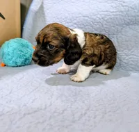 Donna, a female Miniature Dachshund for sale in Jerusalem, OH – 7 of 10