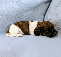 Donna, a female Miniature Dachshund for sale in Jerusalem, OH – 9 of 10