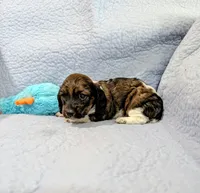 Donna, a female Miniature Dachshund for sale in Jerusalem, OH – 10 of 10