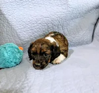 Donna, a female Miniature Dachshund for sale in Jerusalem, OH – 5 of 10