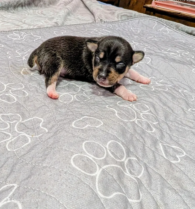 Alex – Rat Terrier puppy for sale in Jerusalem, OH