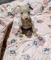 ABBY, a female Rat Terrier for sale in Jerusalem, OH – 4 of 7