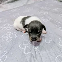 Katrina - TRT, a female Rat Terrier for sale in Jerusalem, OH – 7 of 8