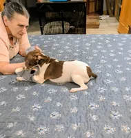 Ziva - Rat Terrier , a female Rat Terrier for sale in Jerusalem, OH – 7 of 10