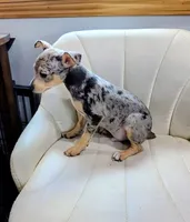 Harry , a male Rat Terrier for sale in Jerusalem, OH – 5 of 10