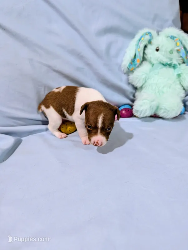 Bull – Rat Terrier puppy for sale in Jerusalem, OH
