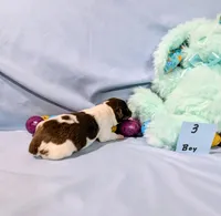 Bull, a male Rat Terrier for sale in Jerusalem, OH – Photo 10 of 10