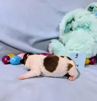 Bull, a male Rat Terrier for sale in Jerusalem, OH – Photo 5 of 10