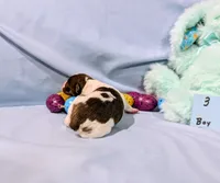 Bull, a male Rat Terrier for sale in Jerusalem, OH – Photo 4 of 10