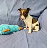 Bull, a male Rat Terrier for sale in Jerusalem, OH – Photo 2 of 9