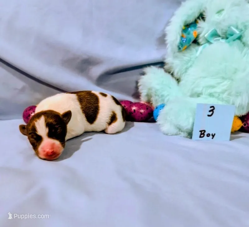 Bull, a male Rat Terrier for sale in Jerusalem, OH – Photo 1 of 10
