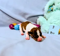 Bull, a male Rat Terrier for sale in Jerusalem, OH – Photo 6 of 10