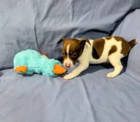 Bull, a male Rat Terrier for sale in Jerusalem, OH – Photo 4 of 9