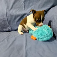 Bull, a male Rat Terrier for sale in Jerusalem, OH – Photo 6 of 9