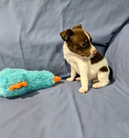 Bull, a male Rat Terrier for sale in Jerusalem, OH – Photo 8 of 9