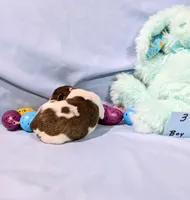 Bull, a male Rat Terrier for sale in Jerusalem, OH – Photo 7 of 10