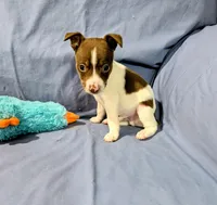 Bull, a male Rat Terrier for sale in Jerusalem, OH – Photo 7 of 9
