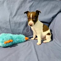 Bull, a male Rat Terrier for sale in Jerusalem, OH – Photo 9 of 9