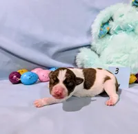 Bull, a male Rat Terrier for sale in Jerusalem, OH – Photo 2 of 10