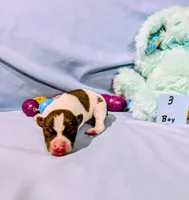 Bull, a male Rat Terrier for sale in Jerusalem, OH – Photo 3 of 10