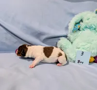 Bull, a male Rat Terrier for sale in Jerusalem, OH – Photo 9 of 10