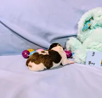 Bull, a male Rat Terrier for sale in Jerusalem, OH – Photo 8 of 10