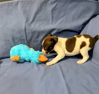 Bull, a male Rat Terrier for sale in Jerusalem, OH – Photo 5 of 9