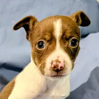 Bull, a male Rat Terrier for sale in Jerusalem, OH – Photo 3 of 9