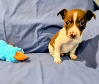 Bull, a male Rat Terrier for sale in Jerusalem, OH – Photo 1 of 9