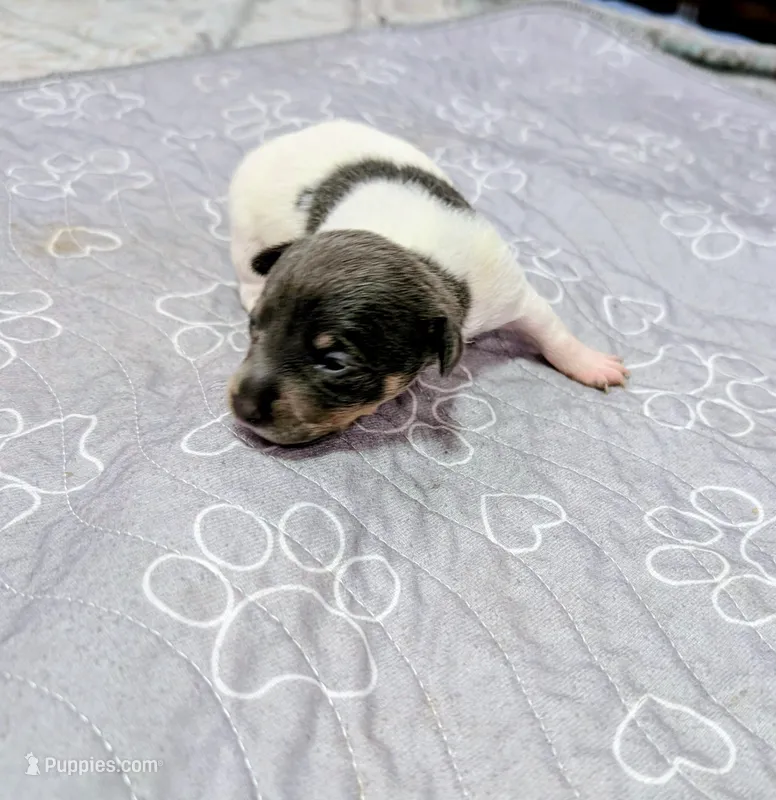 Katrina - TRT – Rat Terrier puppy for sale in Jerusalem, OH