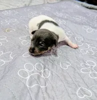 Katrina - TRT, a female Rat Terrier for sale in Jerusalem, OH – 1 of 8
