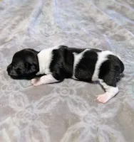 AKC - Venus - TRT, a male Rat Terrier for sale in Jerusalem, OH – 2 of 10