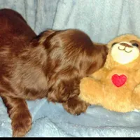 Nancy, a female Miniature Dachshund for sale in Jerusalem, OH – Photo 4 of 4