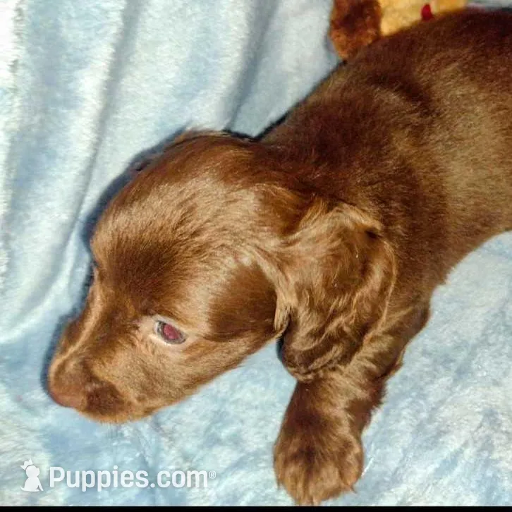 Nancy, a female Miniature Dachshund for sale in Jerusalem, OH – Photo 3 of 4