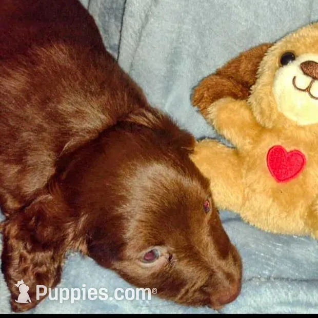 Nancy, a female Miniature Dachshund for sale in Jerusalem, OH – Photo 2 of 4