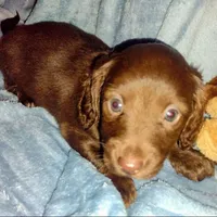 Nancy, a female Miniature Dachshund for sale in Jerusalem, OH – Photo 1 of 4