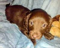 Nancy, a female Miniature Dachshund for sale in Jerusalem, OH – Photo 1 of 4