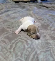Johnny - TRT, a male Rat Terrier for sale in Jerusalem, OH – 6 of 8