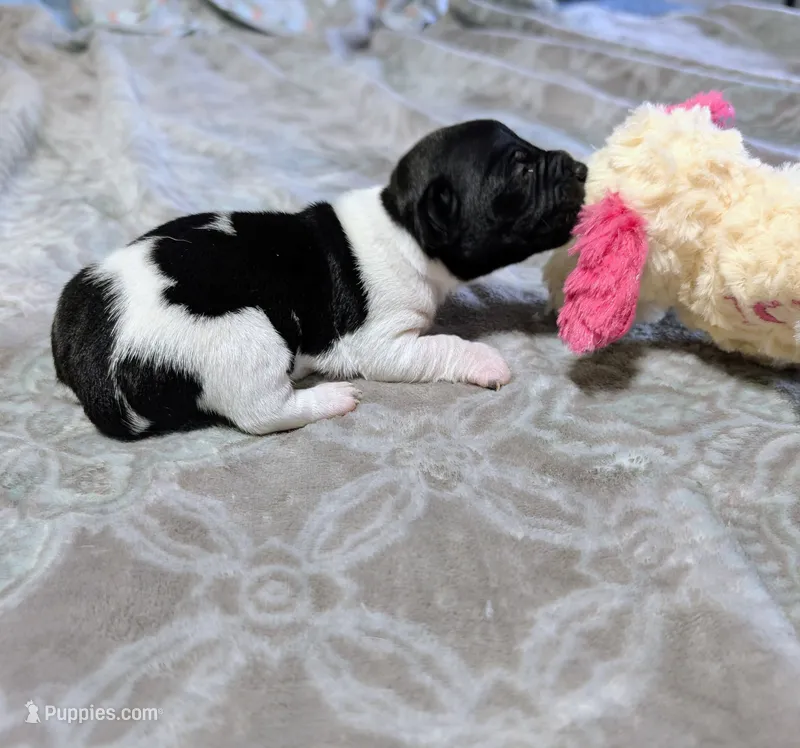 AKC - Venus - TRT – Rat Terrier puppy for sale in Jerusalem, OH