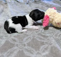 AKC - Venus - TRT, a male Rat Terrier for sale in Jerusalem, OH – 1 of 10