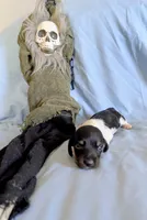 Beaker, a male Miniature Dachshund for sale in Jerusalem, OH – 1 of 9